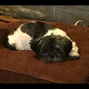 Meet your Posher, Shirley